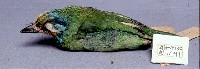 五色鳥藏品圖，第2張